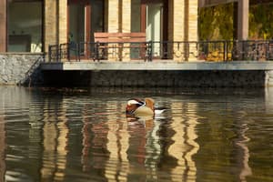 Деренівська Купіль 15