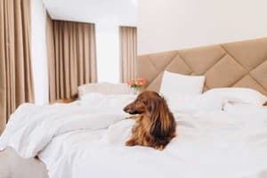 Отель Эдуард. Люкс двухместный  8